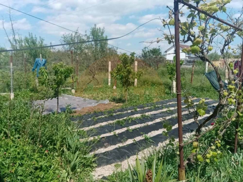 огород2