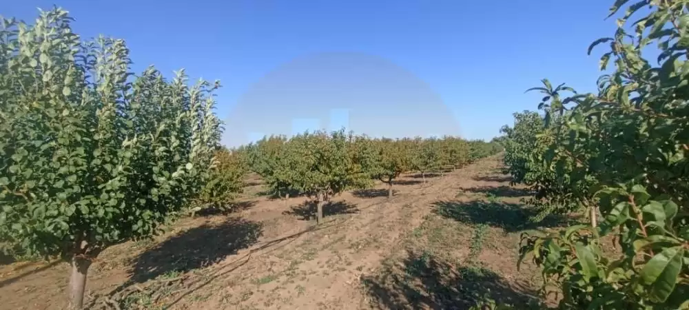 главное