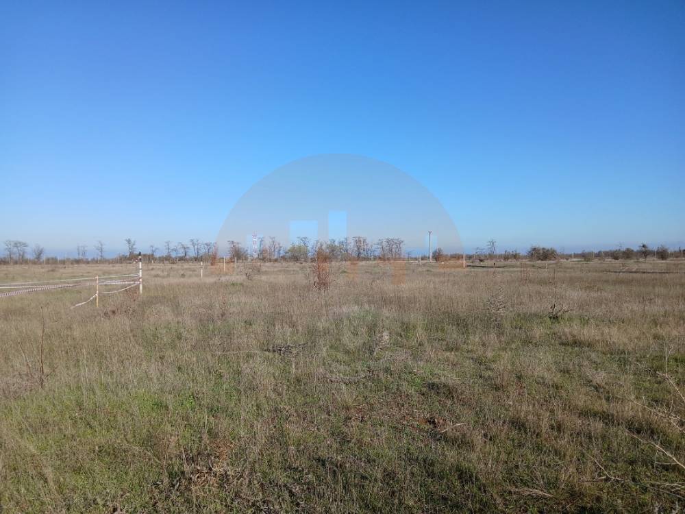 николаевка поле